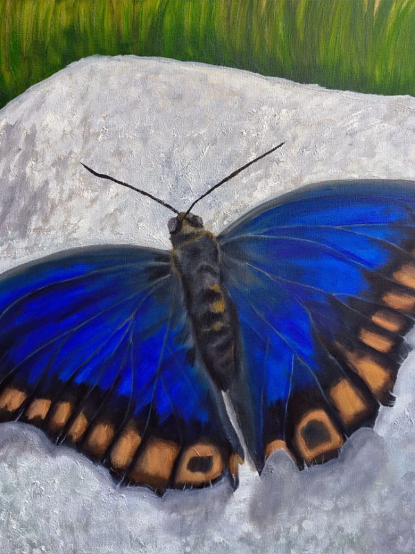 Borboleta-Prepona-Azul