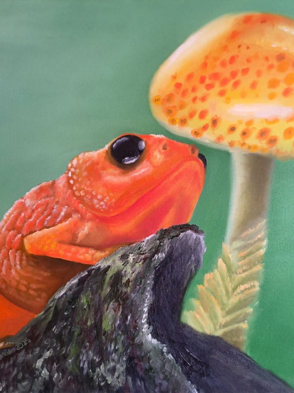 Perereca Pintada do Rio Pomba