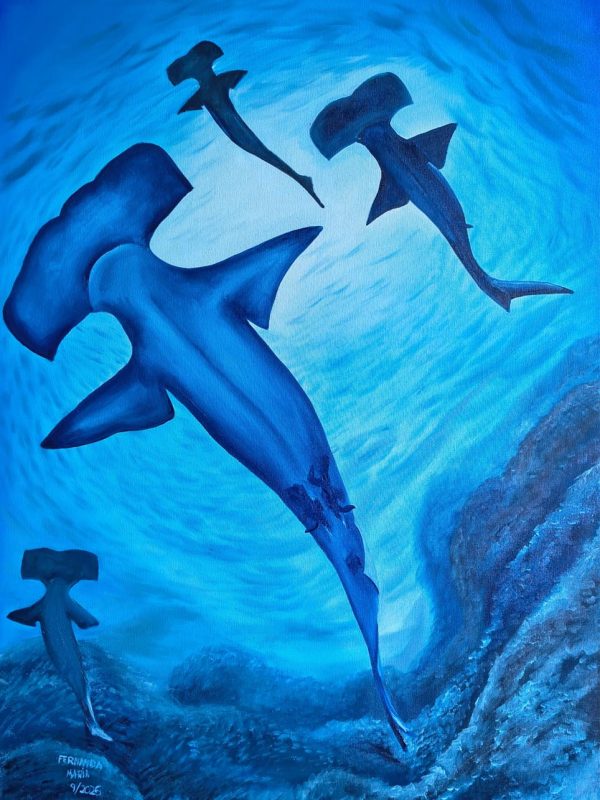 Tubarão-Martelo-Panã